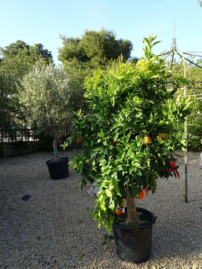 Casa Andaluz Holiday Villa Jávea エクステリア 写真
